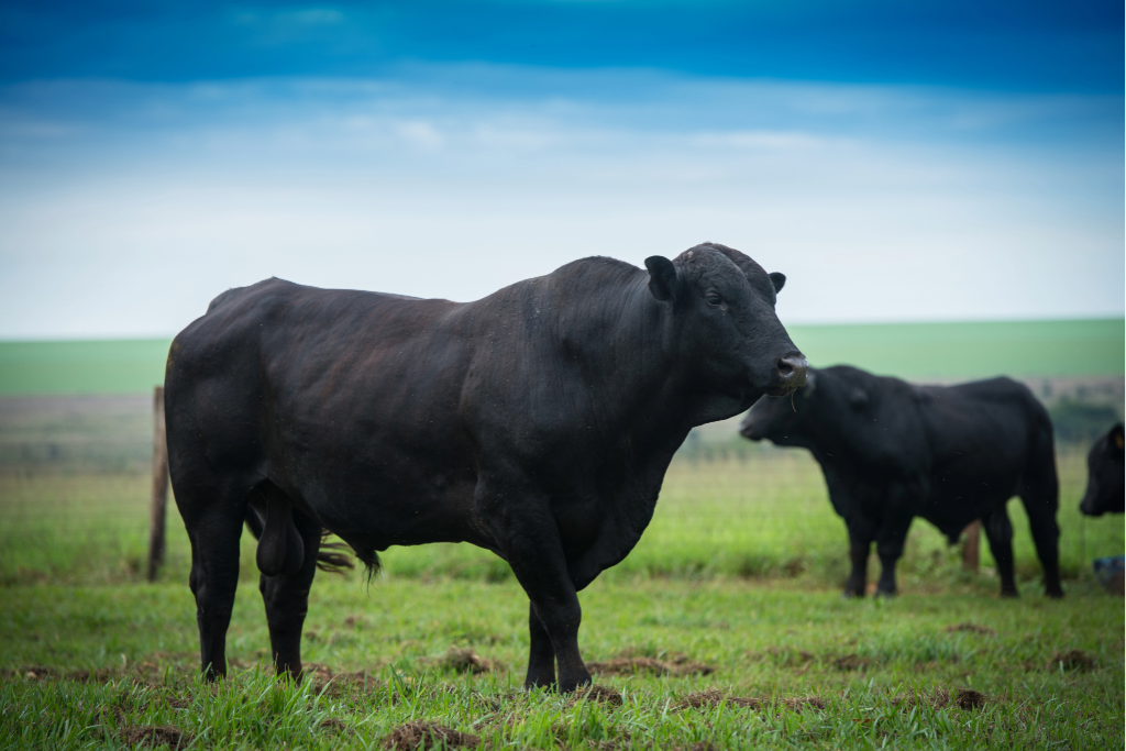 Stud cattle in pasture